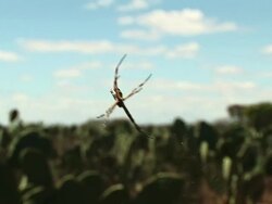 CU ZO Shot of spider to landscape around it / Jacobina, Bahia, Brazil Stock Footage