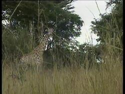 Giraffe News Clip