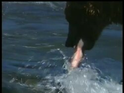CU Young Brown Bear walking through river with salmon in mouth, Salmon struggles and escapes, Arctic circle Stock Footage
