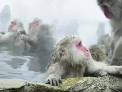 Japanese Macaques (Macaca fuscata) bathing in thermal spring: submissive behaviour to dominant monkey, in the Onsen of Jigokudani yaenkoen, Nagano Prefecture Stock Footage