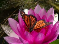 big orange butterfly feeds on nectar Stock Footage
