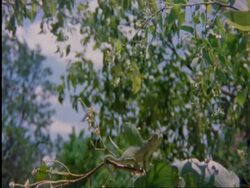 Flapnecked chameleon, Chamealeo dilepis, on branch snatching Cricket with tongue, side view, Botswana, Africa Stock Footage
