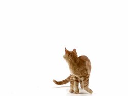 Red domestic kitten playing against white background, Slow motion Stock Footage