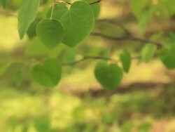 Green leaves in spring. Stock Footage