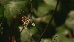 DCI4K, Newlyâ€emerged Cicada.(Real time : 10 of 15) Stock Footage