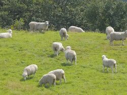 MS Shot of flock of sheep roaming and feeding on grass in Daegwallyeong pasture (tourist attractions) / Pyeongchang, Gangwon do, South Korea Stock Footage