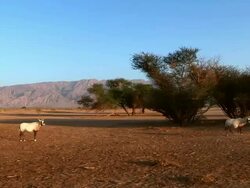 MS Side POV View of Arabian Oryx (Oryx leucoryx) ( xf 300) herd in desert at Yotvata nature reserve / eilat, negev desert, Israel  Stock Footage