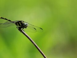 Closeup dragonfly rests on stick Stock Footage