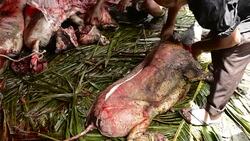 Pohnpei Micronesia men using knives to cut pig meat for celebration party on the island Stock Footage