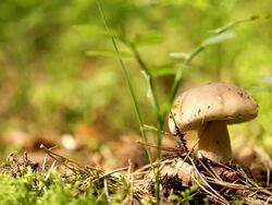 Fungus - Boletus edulis bun Stock Footage