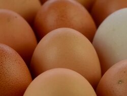 Egg Stock Footage