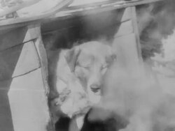 South - Sir Ernest Shackleton's Antarctic Journey on the Endurance Stock Footage