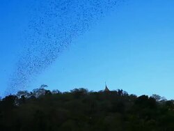 Bats in twilight. Stock Footage