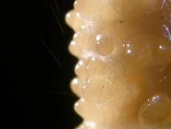 Extreme close-up of a Cordyceps fungus releasing spores Stock Footage