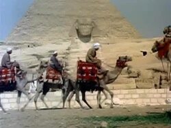 Camels walking by the Sphynx Stock Footage