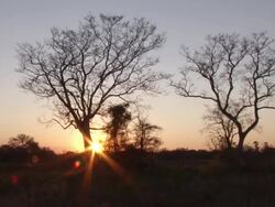 WS View of sunset with two large trees / ghanzi district, ghanzi district, botswana Stock Footage