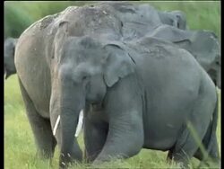 Pair of male Indian Elephants, touching trunks, affectionate, one walking off aroused, followed by other male, India Stock Footage