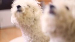 White dog Stock Footage