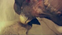 Baby condor unveiled to the media for the first time at Buenos Aires zoo Instructional Video