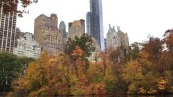 Central Park in Fall Stock Footage