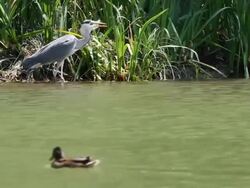 Grey Heron  (Ardea cinerea) Stock Footage
