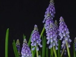 Grape hyacinth blooming Stock Footage