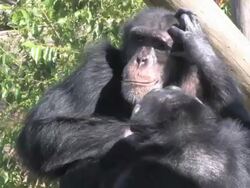 Grooming Chimps in HD Stock Footage