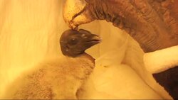 Primer condor nacido en cautiverio en Zoologico de Buenos Aires este en 2013 News Clip