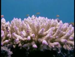 Hard Coral & Fish underwater, Great Barrier Reef Stock Footage