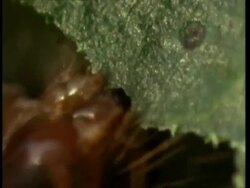 ECU Caterpillar eating leaf Stock Footage