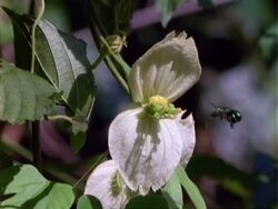MS Euglossine bee hovers at and flies to Dalechampia flower to feed, Panama. Stock Footage