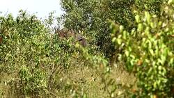 Black Rhino and calf Stock Footage