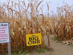 MS Shot of fall activity Corn Maze in field with corn stalks and man in charge called Corn Cop in Northern New England in October / Farmington, Maine, United States Stock Footage