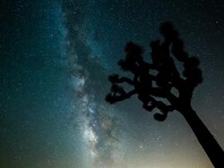 TIME LAPSE: Milky Way and Joshua Tree Stock Footage