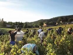 group of people harvesting grapes Stock Footage