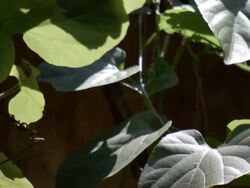 Plant leaves rustle in a slight breeze. Stock Footage