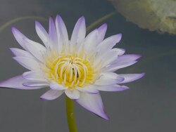 Purple water lily Stock Footage