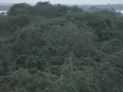 swallows overflying a square at Leticia's City - Colombia Stock Footage