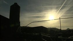 Fresian cows on a farm News Clip