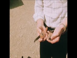 SYND 20 8 76 HORTICULTURE INDUSTRY SUFFERS IN DROUGHT News Clip