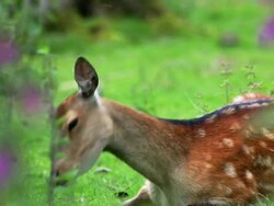 Deer Stock Footage