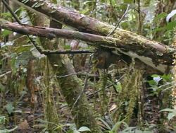 Orchid (Cycnoches suarezii) in flower Stock Footage