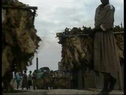 ZIMBABWE: FARMERS FEAR OCCUPATION News Clip