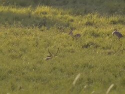 family deer in morning Stock Footage