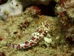 CU TS Shot of Goby swimming around reef covering with various sponge and algea / Matola, Maputo, Mozambique Stock Footage