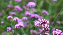 Beautiful pink bunch flowers on green grass Stock Footage