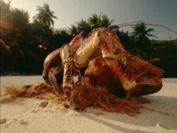 CU Low angle, Robber Crab opening coconut on beach, Seychelles Stock Footage