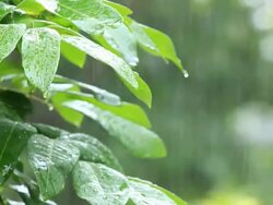 Raining. Stock Footage