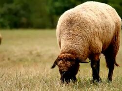 Black Sheep Stock Footage