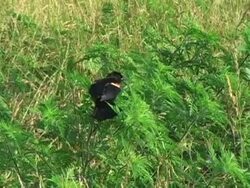 Oriole in the Bushes Stock Footage